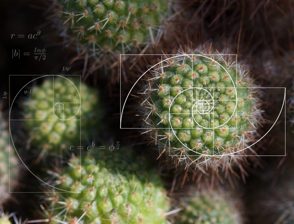natural,spiral,math