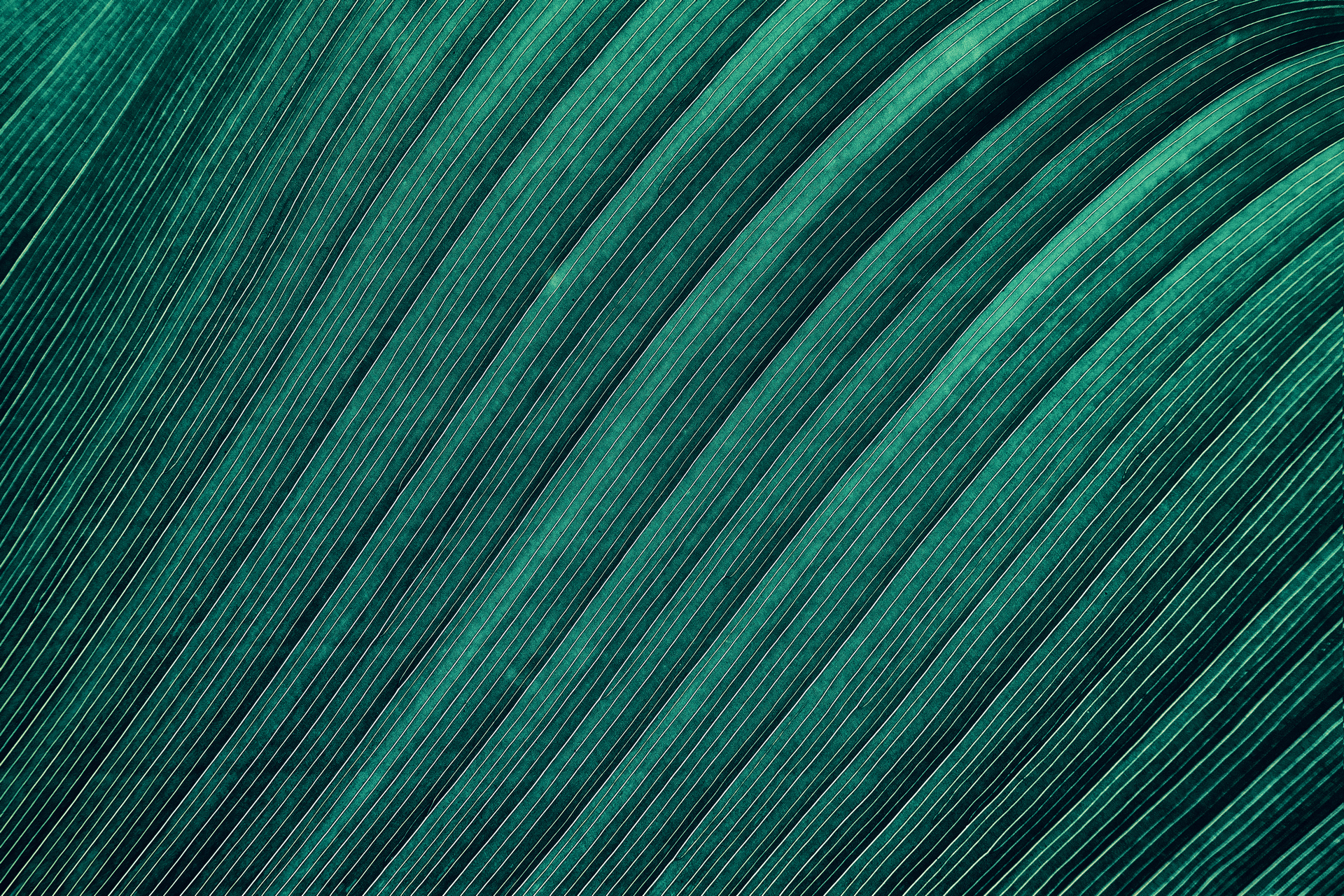 tropical leaf vein